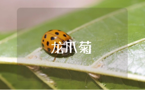 描写龙爪菊的500字作文大全 关于“龙爪菊”的精选作文模板
