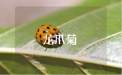 描写龙爪菊的500字作文大全 关于“龙爪菊”的精选作文模板