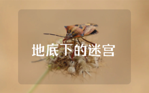 幼儿园中班《地底下的迷宫》教案及反思 《地下的迷宫》教学设计