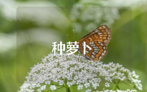 《种萝卜》健康教案及反思汇总 《种萝卜》一等奖教学设计合集